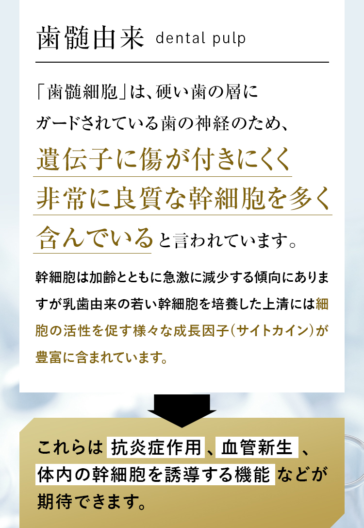 歯髄由来とは